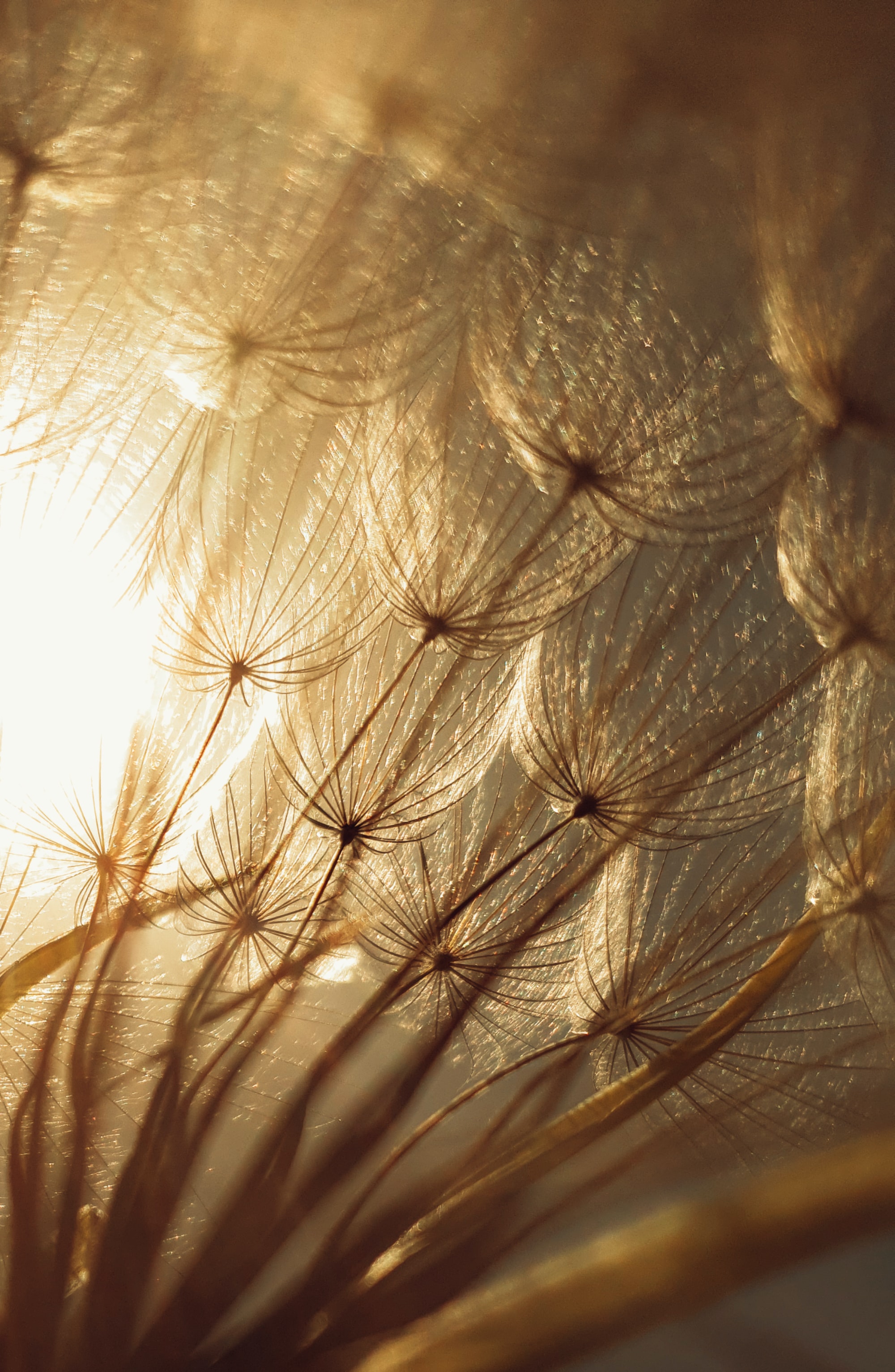 Sunlit seeds